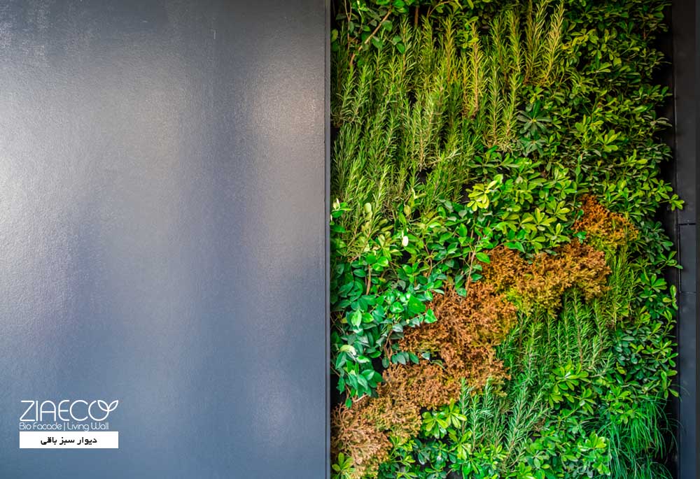 دیوار سبز یا گرین وال ضیااکو به روش هیدروپونیک در تراس های یک ساختمان 5طبقه که توسط دکتر علیرضا تغابنی طراحی شده است