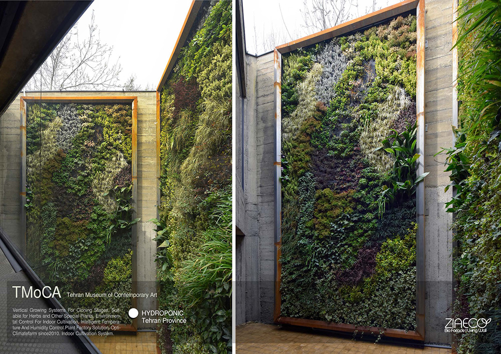 طراحی دیوار سبز هیدروپونیک شرکت ضیااکو